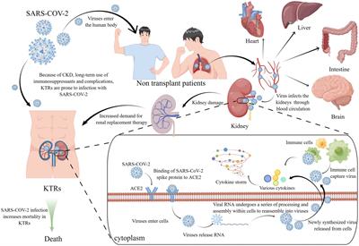 Prevention and treatment strategies for kidney transplant recipients in the context of long-term existence of COVID-19
